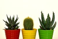 Aloë en cactus