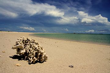 Coral sea of Maleisia by Onne Kierkels