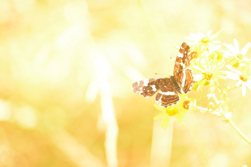 High-key butterfly in summer by Klaas Dozeman