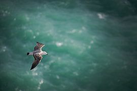 Mouette volante vue d'en haut, avec l'océan en arrière-plan sur Robert Ruidl