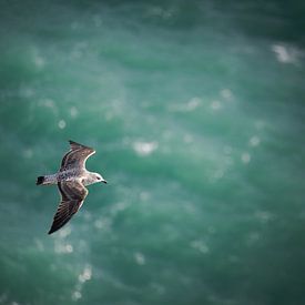 Flying seagull seen from above, with ocean below as background by Robert Ruidl