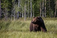 Bär in Finnland