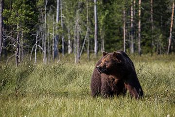 Bear in Finland by Miranda Kimenai-Beerens