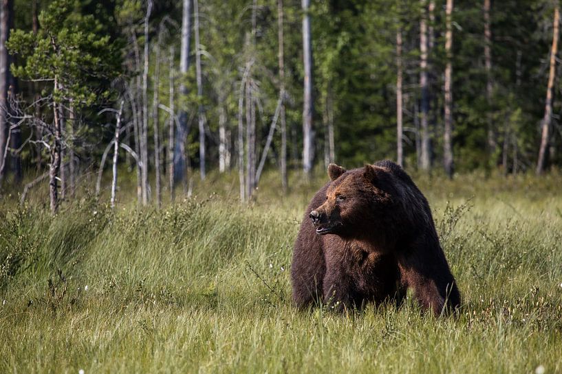 Bär in Finnland von Miranda Kimenai-Beerens