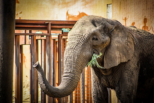 Olifant [1]