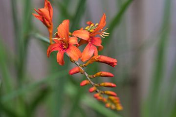 Crocosmia jupiter, the fire-red flowers for your wall by Jolanda de Jong-Jansen
