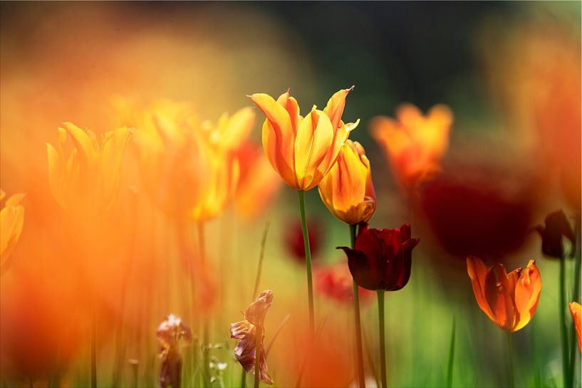 Tulips in Summer Light | Dortmund Westfalenpark by Waleson Photography