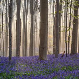 Le conte de fées forêt de Halle VI - Fête de la jacinthe des bois sur Daan Duvillier | Dsquared Photography