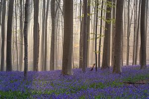 Hasenglöckchen Wald - Leichter Nebel