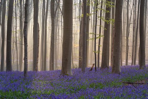 Jacinthes des bois Forêt - Légère brume
