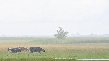 Les vaches dansent sous la pluie sur Frank Laurens