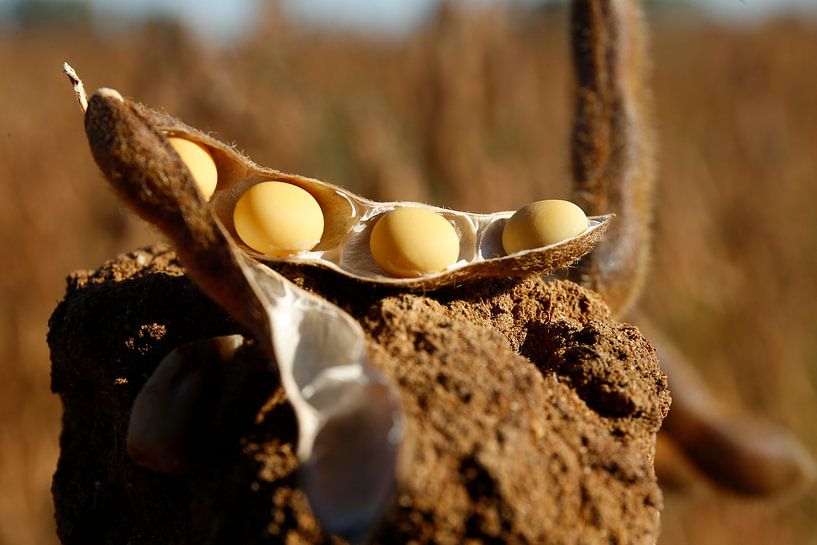 soybean harvest by Photoned