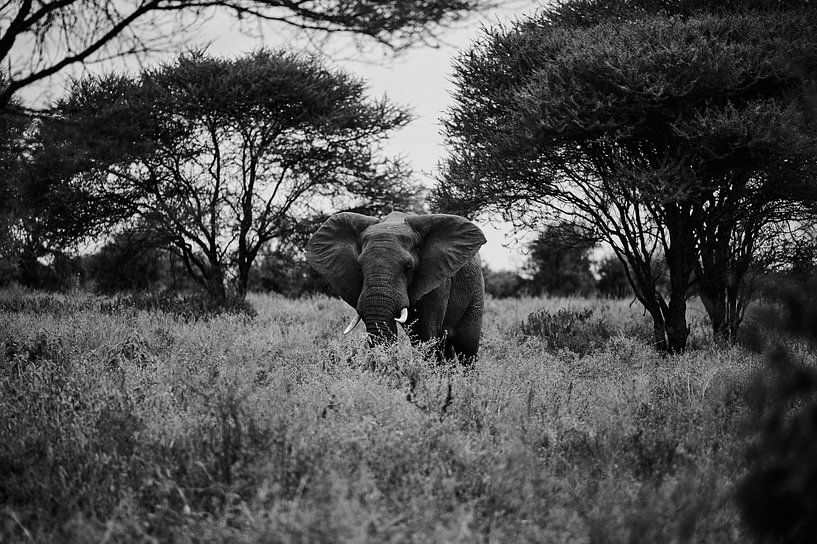 Elephant in black and white by Jeremy Duvekot