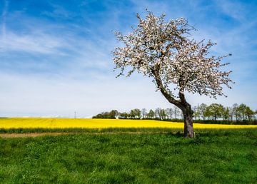 Landschap in de lente met een bloeiende boom van ManfredFotos