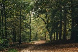 Forest Path by Lars Korzelius