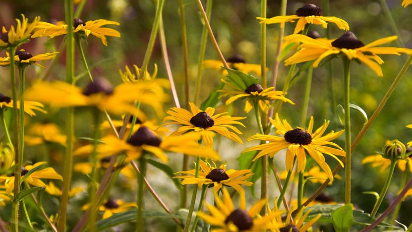 Rudbeckia van Monique Verlouw