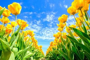 Tulpen groeien in een veld tijdens een mooie lentedag van Sjoerd van der Wal Fotografie