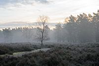 Brouillard sur les landes