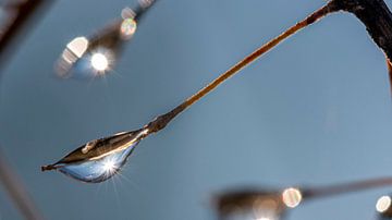 Ein Wassertropfen an einem Zweig im Sonnenlicht von Thomas Heitz