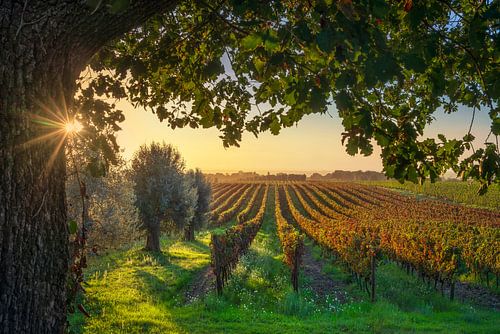 Bolgheri wijngaarden, olijfbomen en een boom bij zonsondergang