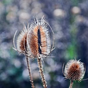 Prächtige Karden im warmen Herbstlicht 