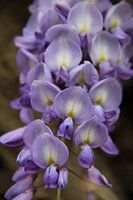 Lentebloem