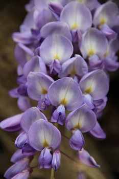 Lentebloem