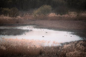 Enten auf dem Wasser