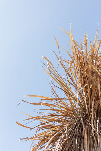 Summer feeling on the beach near Noordwijk - pastel shades photo