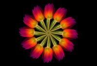 Tulip Circle