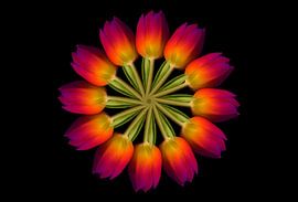 Tulip Circle by Christiane Calmbacher