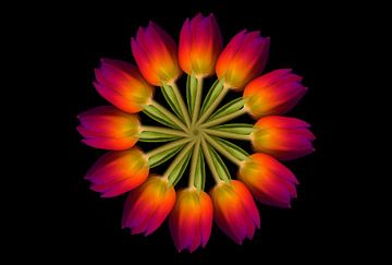 Tulpencirkel van Christiane Calmbacher