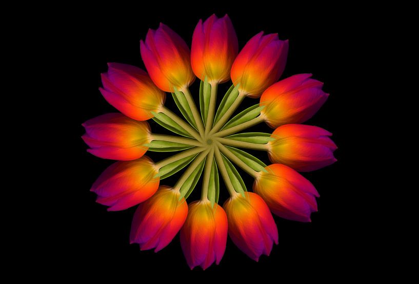 Tulip Circle by Christiane Calmbacher