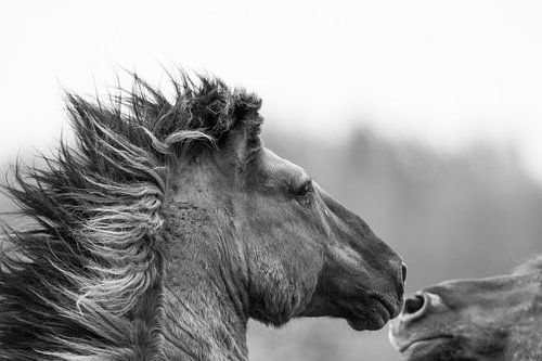 Vechtende wilde paarden