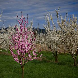 Cherry blossom at the Kaiserstuhl 1.0 by Ingo Laue