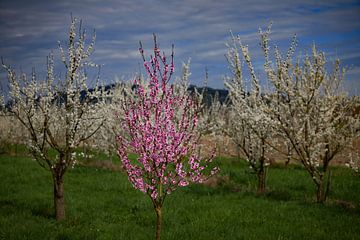 Cherry blossom at the Kaiserstuhl 1.0 by Ingo Laue