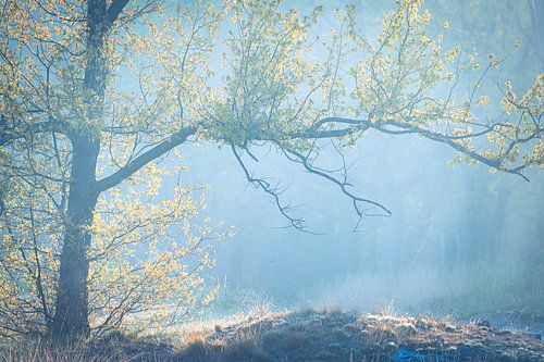 Tree in atmospheric light by Hans Debruyne