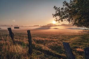 Frühnebel in den Rieselfeldern