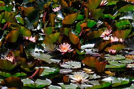 Pittoresque étang aux nénuphars