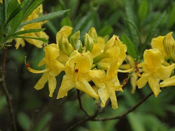 Yellow rhododendron by Annie Lausberg-Pater