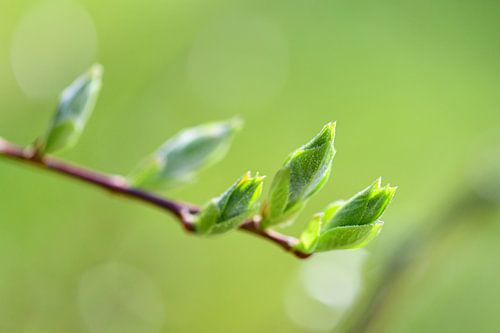 Groene knoppen op groene achtergrond