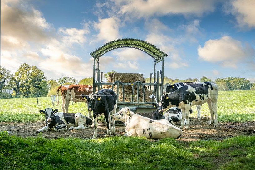 Twentse koeien van Frans Nijland