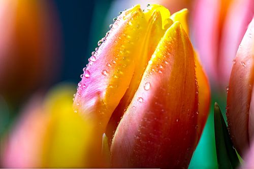 Tulip and drops