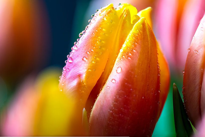 Tulip and drops by Cliff d'Hamecourt