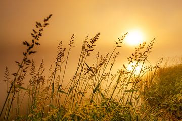 Stimmung am See von Steffen Henze