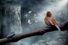 Canary looking for food. by Michel Van Rhee