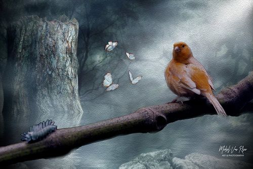 Kanarienvogel auf der Suche nach Futter.