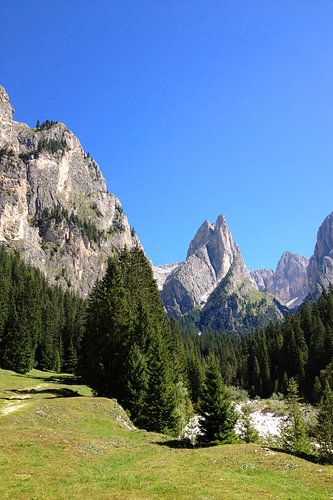 A panoramic view of the Dolomites with coniferous forest and alpine meadows