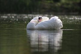 Cygne muet