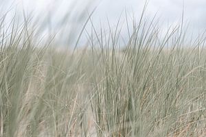 Gros plan sur l'herbe de la plage sur DsDuppenPhotography